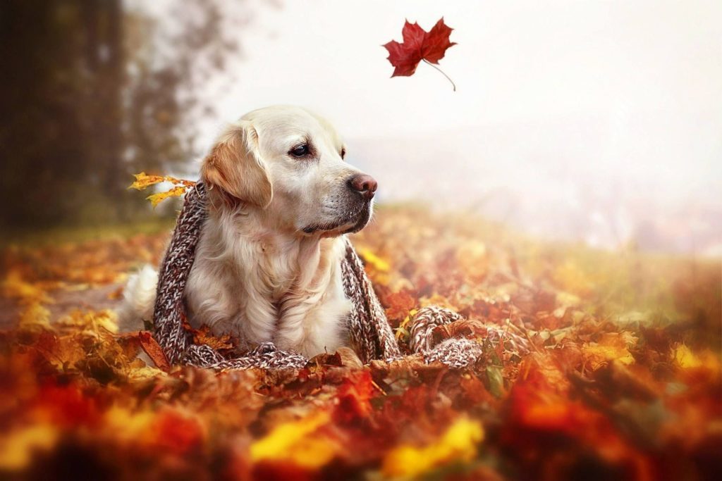 cuidados perro en otoño