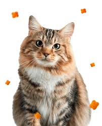 Gatos