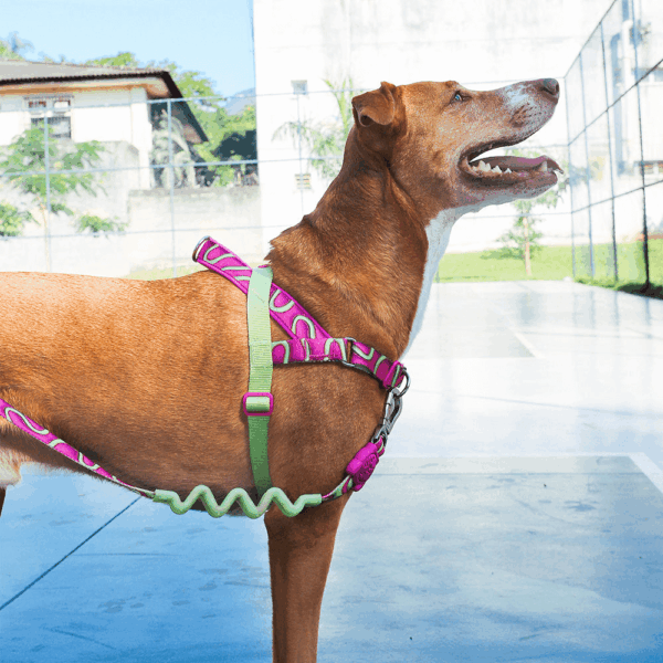 Correa Trailla ZeeDog H3D Jelly Ruff Leash Large Talla L (608031) - Imagen 3