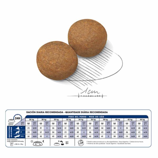 Royal Canin Maxi Adulto 12 KG - Imagen 3