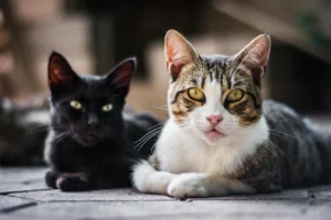 Por Qué los Gatos se Alborotan en Agosto y Cómo Protegerlos