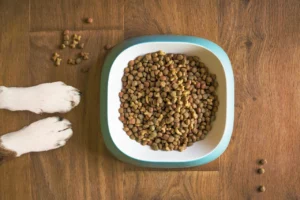Guía Completa de Nutrición Primaveral para Perros y Gatos Ajustes Esenciales
