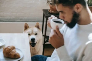 Los Peligros de Dar Comida de Humanos a Perros y Gatos